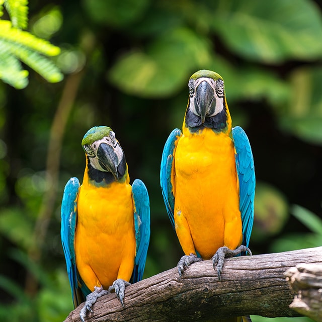 parrots-at-chester-zoo